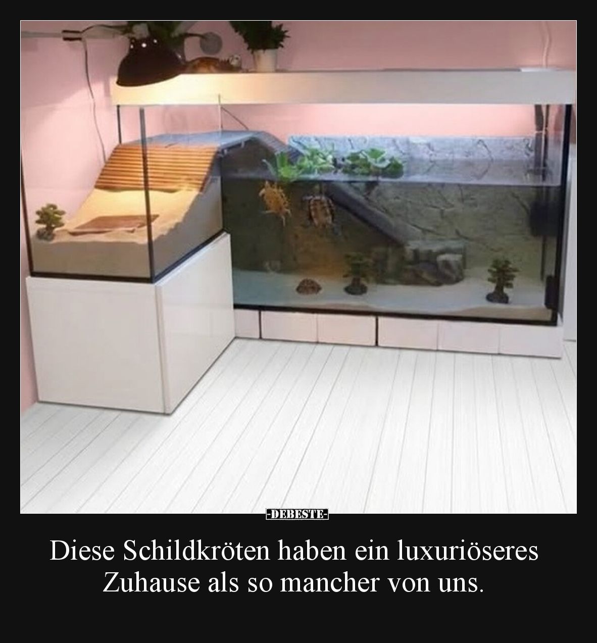 Diese Schildkröten haben ein luxuriöseres Zuhause als so mancher von uns.