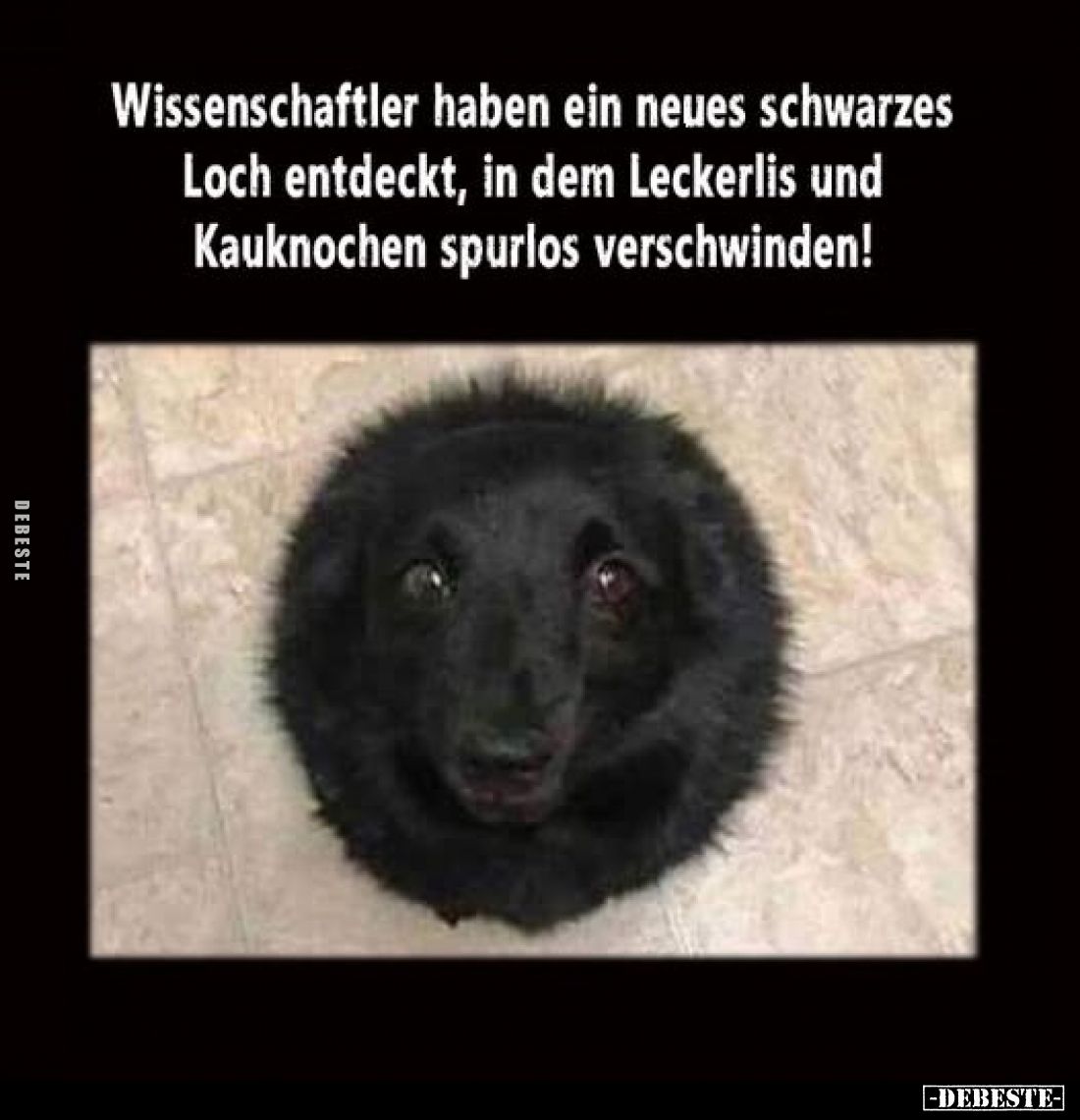 Wissenschaftler haben ein neues schwarzes Loch entdeckt, in dem Leckerlis und Kauknochen spurlos verschwinden!