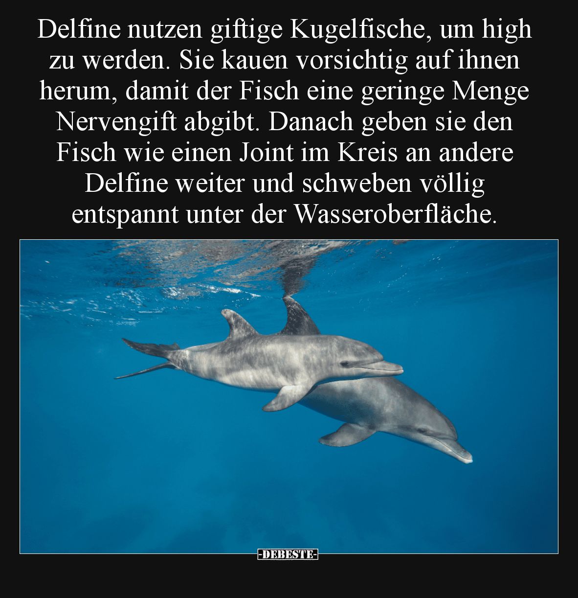 Delfine nutzen giftige Kugelfische, um high zu werden. Sie kauen vorsichtig auf ihnen herum, damit der Fisch eine geringe Men...