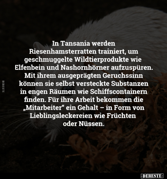 In Tansania werden Riesenhamsterratten trainiert.. - Lustige Bilder | DEBESTE.de