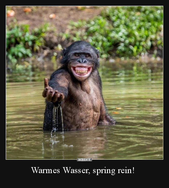 Warmes Wasser, spring rein!.. - Lustige Bilder | DEBESTE.de