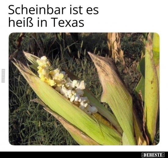 Scheinbar ist es heiß in Texas.. - Lustige Bilder | DEBESTE.de