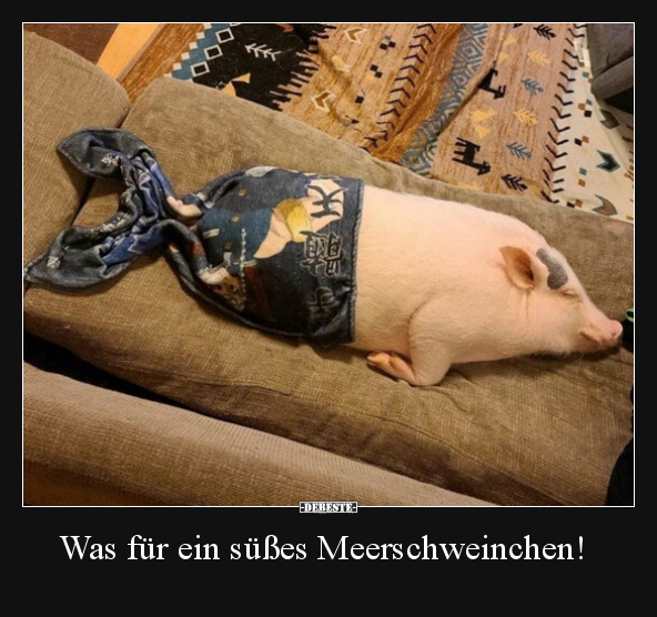 Was für ein süßes Meerschweinchen!.. - Lustige Bilder | DEBESTE.de