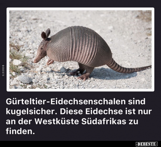 Gürteltier-Eidechsenschalen sind kugelsicher.. - Lustige Bilder | DEBESTE.de