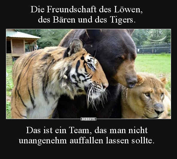 Die Freundschaft des Löwen, des Bären und des Tigers... - Lustige Bilder | DEBESTE.de
