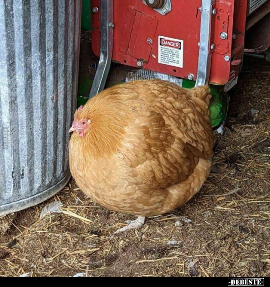  - Lustige Bilder | DEBESTE.de