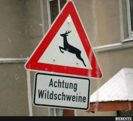 Sehr sportliche Wildschweine - Lustige Bilder | DEBESTE.de