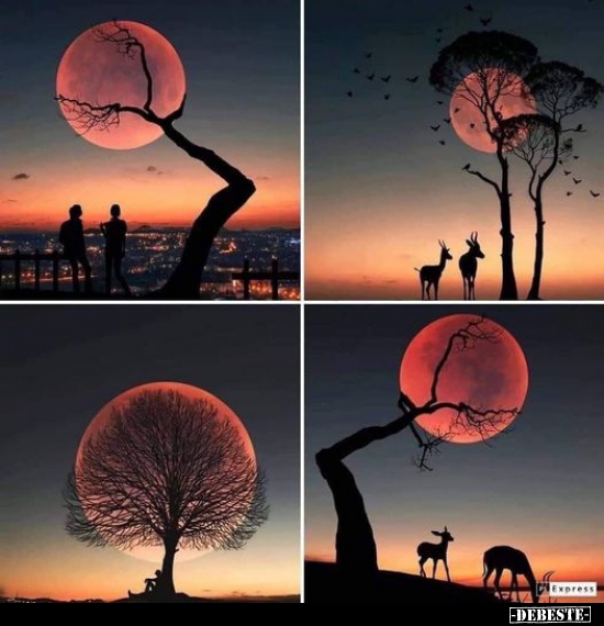  - Lustige Bilder | DEBESTE.de