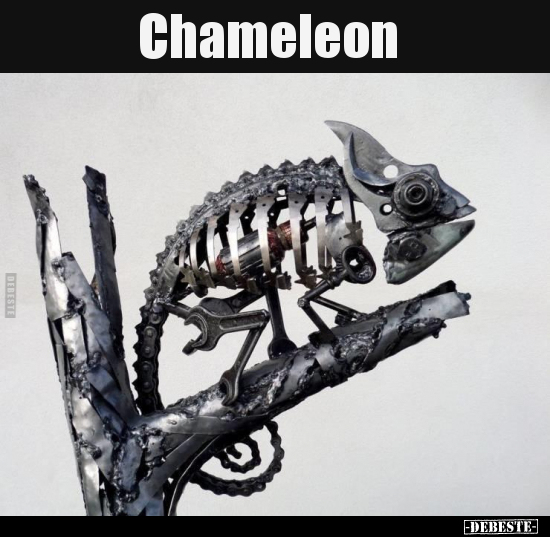 Chameleon.. - Lustige Bilder | DEBESTE.de