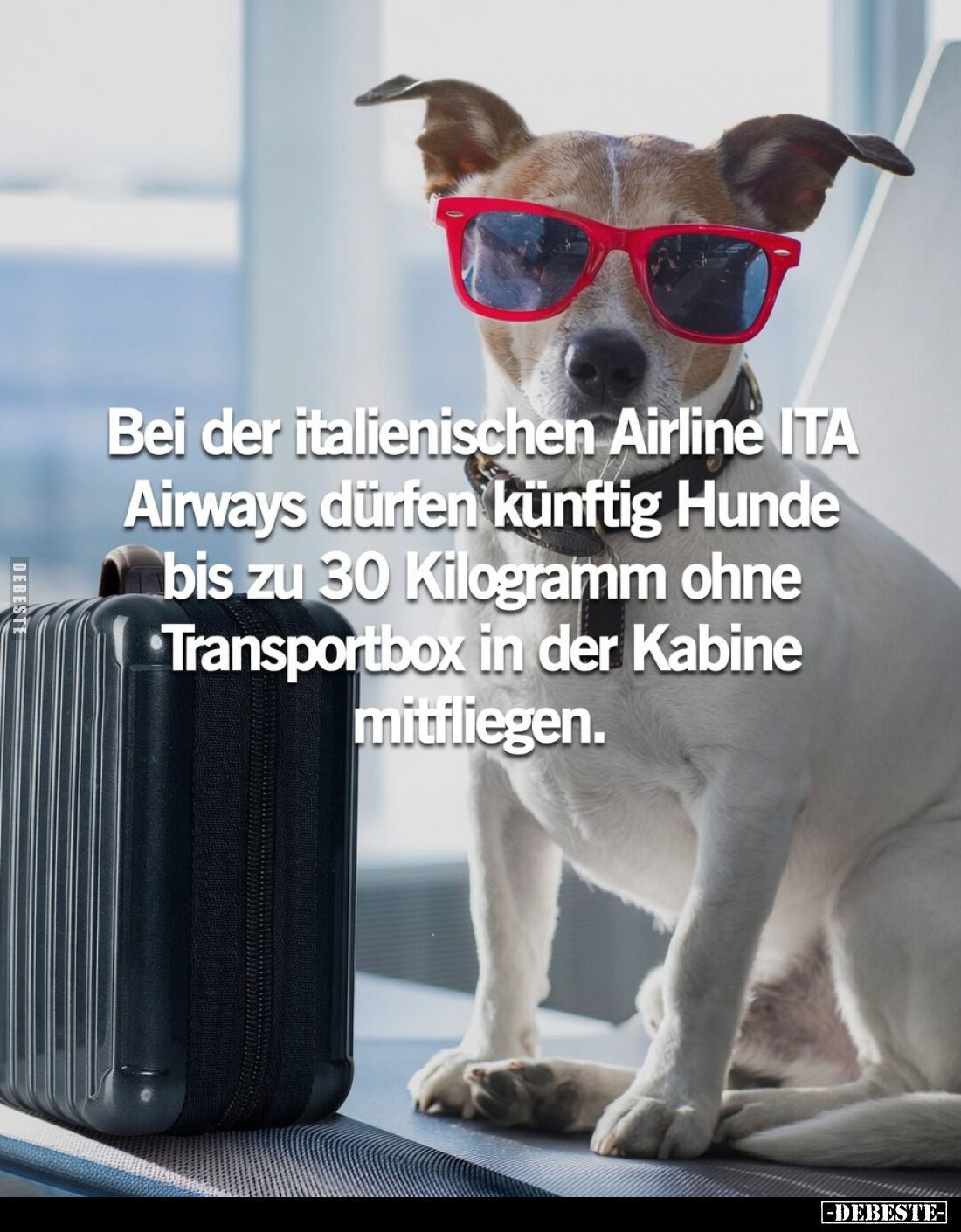 Bei der italienischen Airline ITA Airways dürfen künftig Hunde bis zu 30 Kilogramm ohne Transportbox in der Kabine mitfliegen...