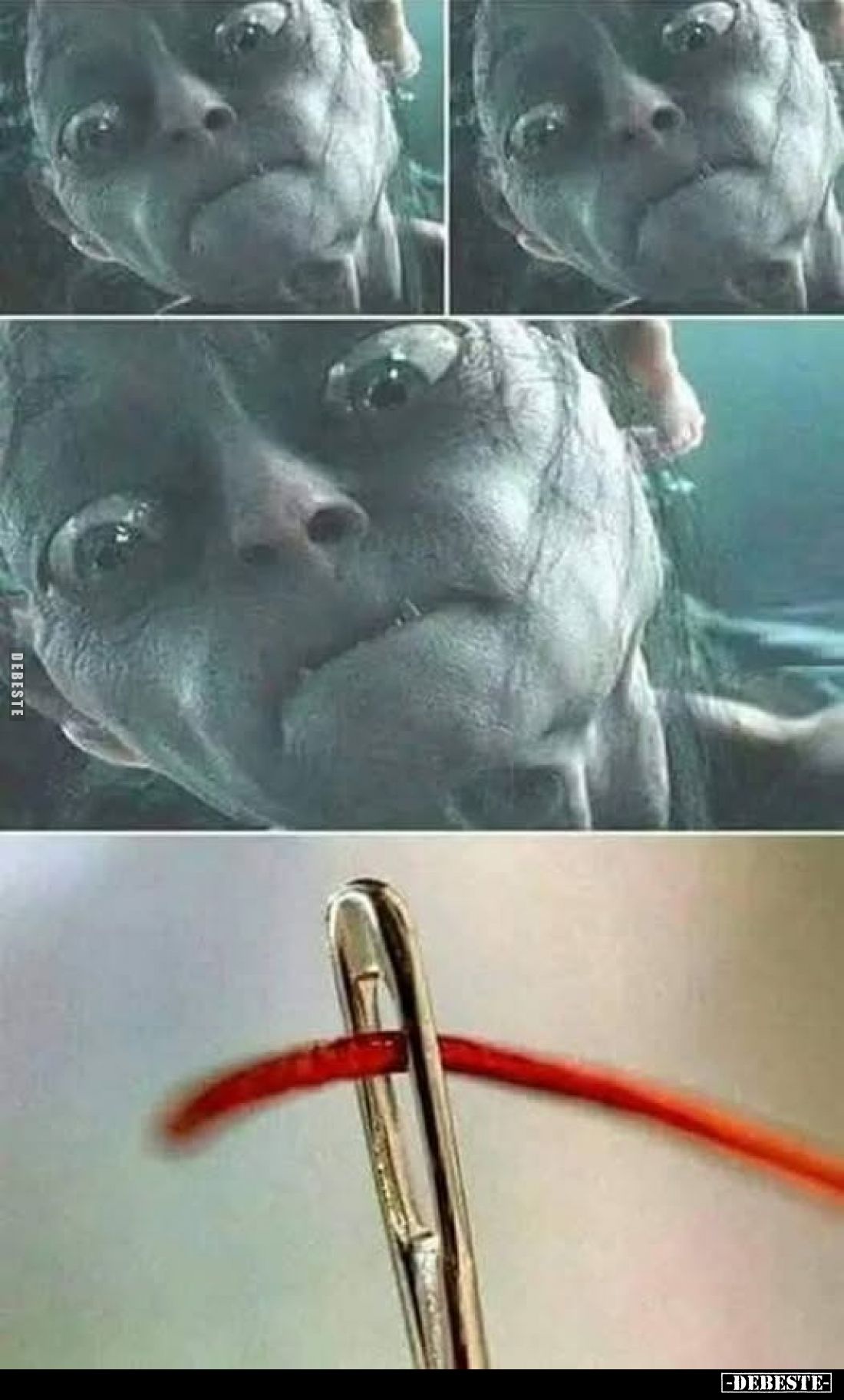  - Lustige Bilder | DEBESTE.de