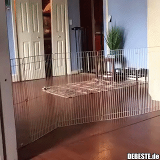 Der Hund erkennt seinen Kryptonit..