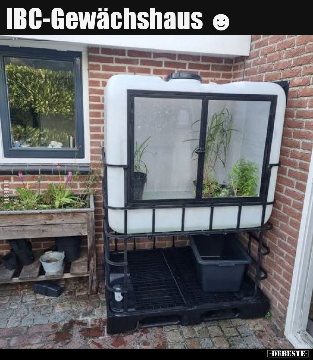 IBC-Gewächshaus.