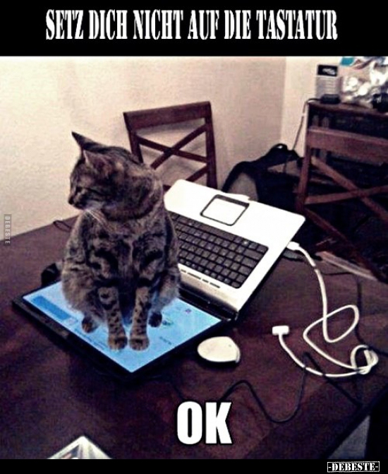 Setz dich nicht auf die Tastatur...