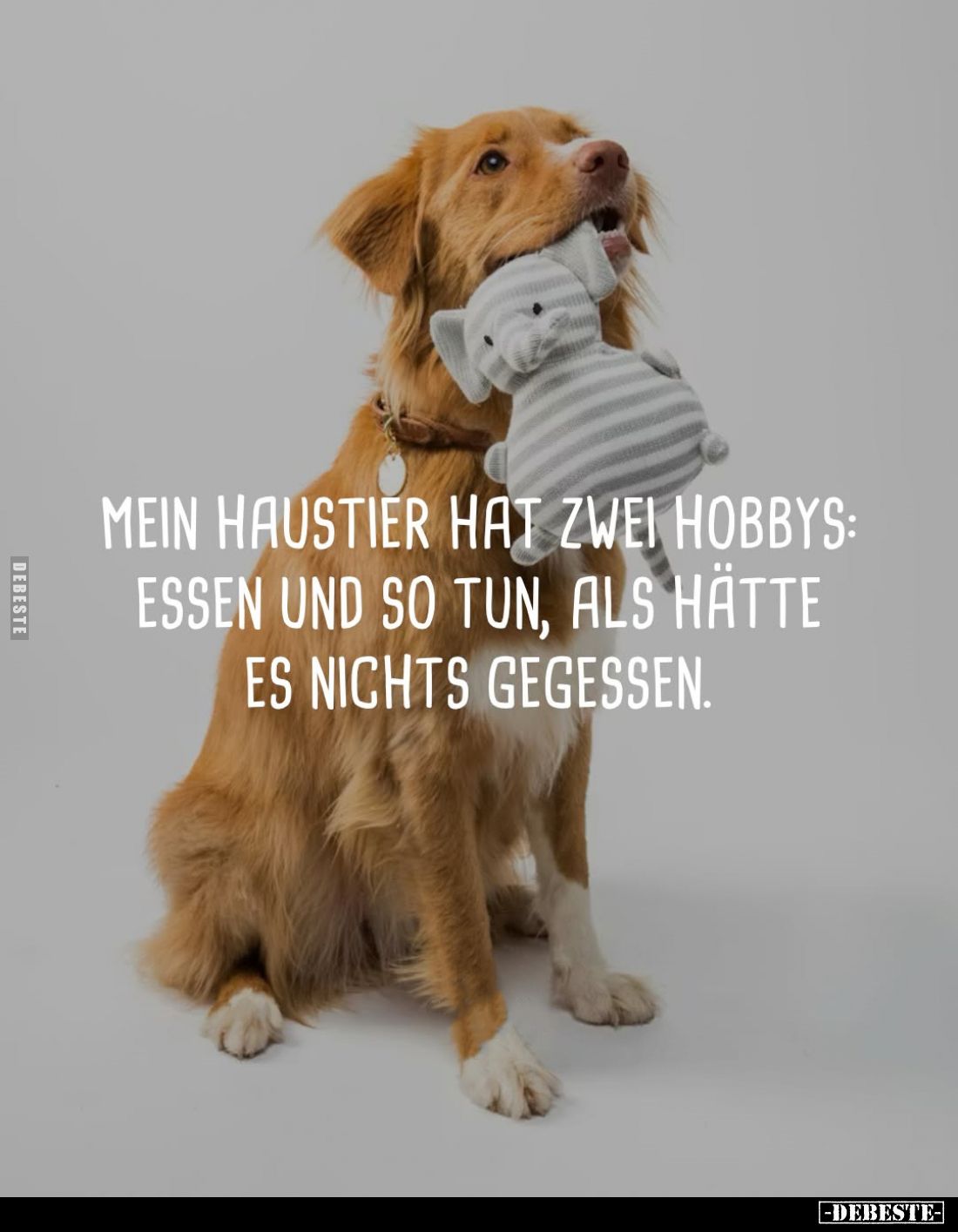 Mein Haustier hat zwei Hobbys: Essen und so tun, als hätte es nichts gegessen.