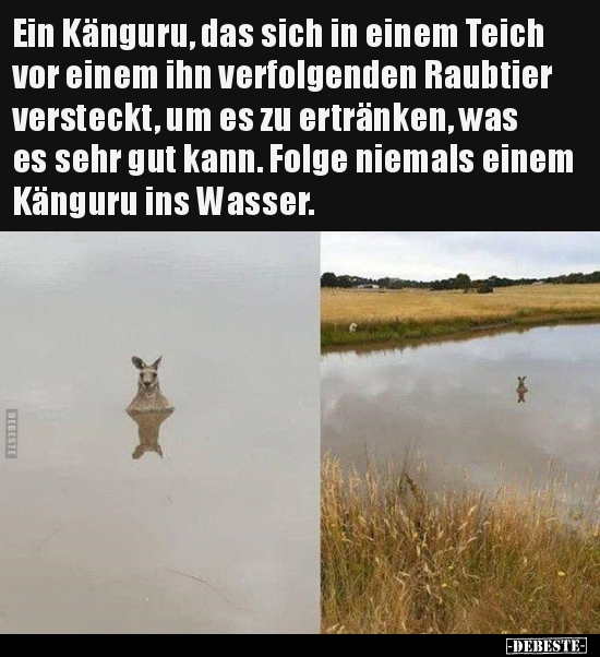 Ein Känguru, das sich in einem Teich vor einem ihn.. - Lustige Bilder | DEBESTE.de