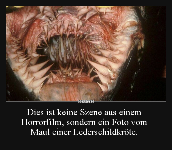 Dies ist keine Szene aus einem Horrorfilm, sondern ein.. - Lustige Bilder | DEBESTE.de