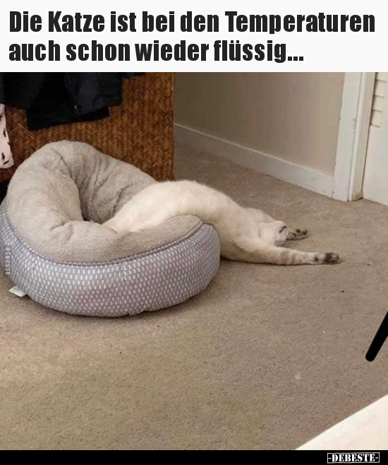 Die Katze ist bei den Temperaturen auch schon wieder.. - Lustige Bilder | DEBESTE.de