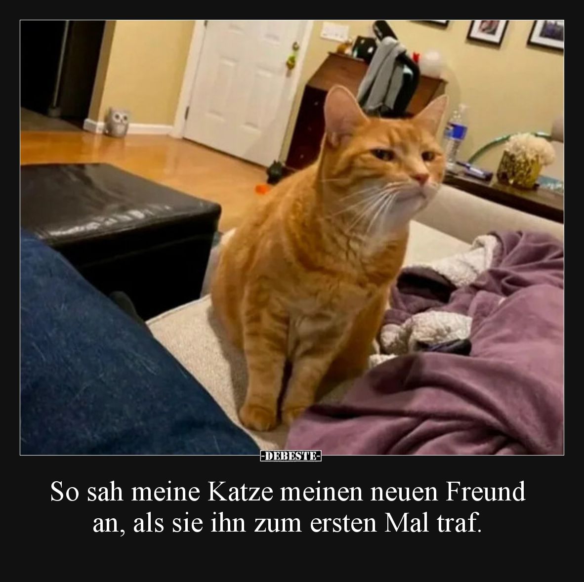 So sah meine Katze meinen neuen Freund an, als sie ihn zum ersten Mal traf.