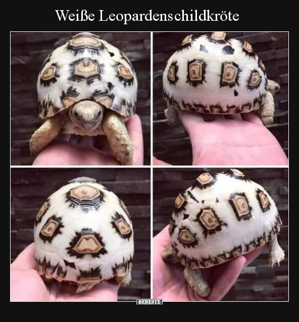 Weiße Leopardenschildkröte.. - Lustige Bilder | DEBESTE.de