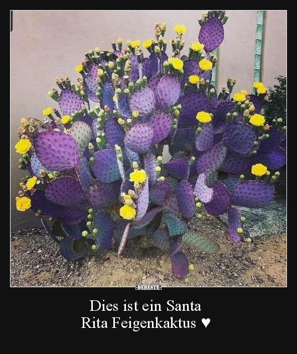 Dies ist ein Santa Rita Feigenkaktus.. - Lustige Bilder | DEBESTE.de