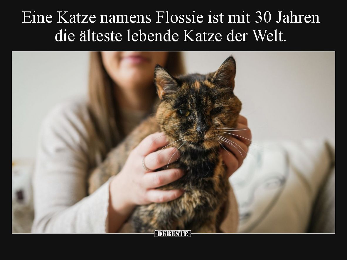 Eine Katze namens Flossie ist mit 30 Jahren die älteste lebende Katze der Welt.