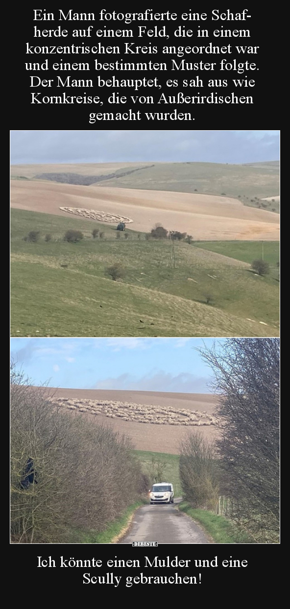 Ein Mann fotografierte eine Schafherde auf einem Feld, die.. - Lustige Bilder | DEBESTE.de