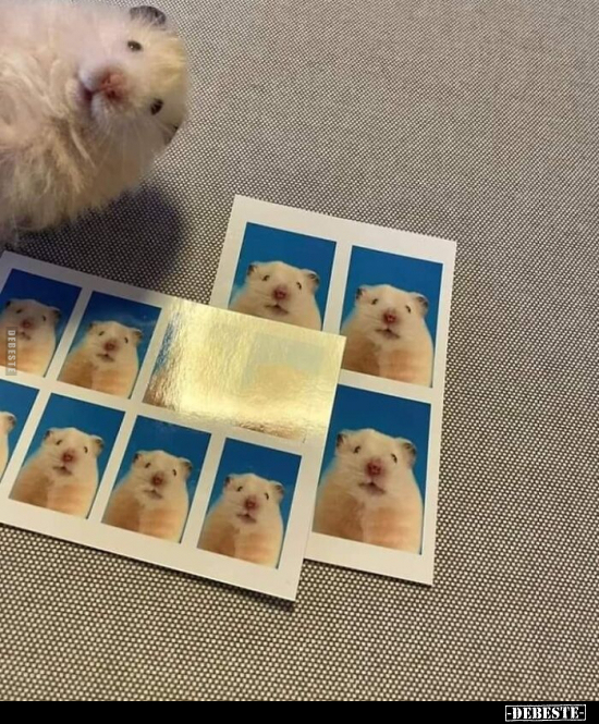  - Lustige Bilder | DEBESTE.de