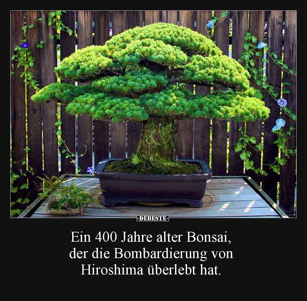 Ein 400 Jahre alter Bonsai, der die Bombardierung von Hiroshima überlebt hat.
