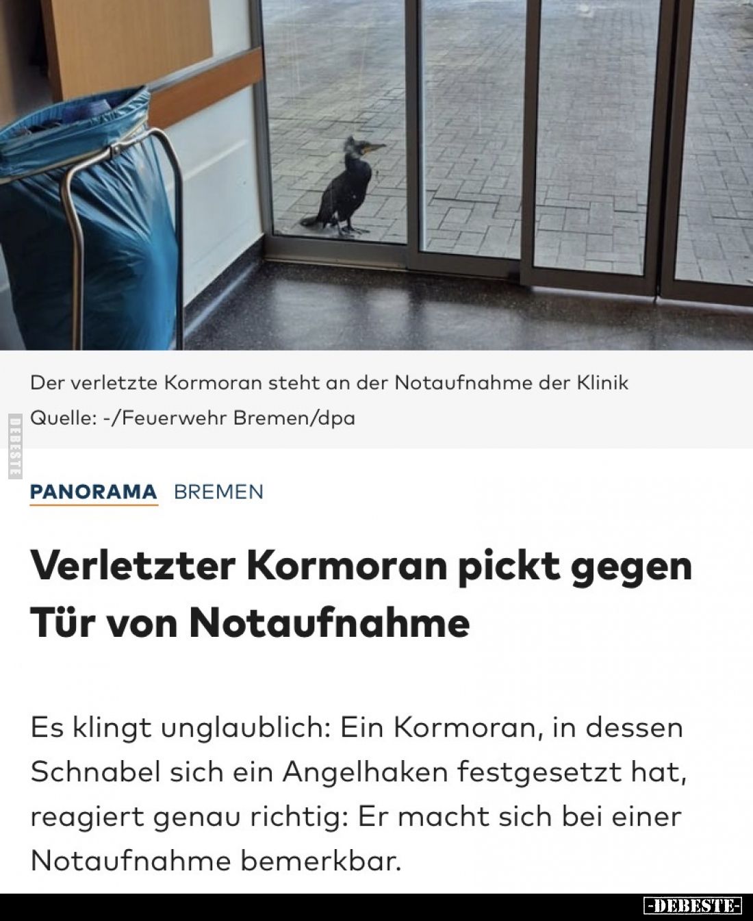 Verletzter Kormoran pickt gegen Tür von Notaufnahme 
- 
Es klingt unglaublich: Ein Kormoran, in dessen Schnabel sich ein An...