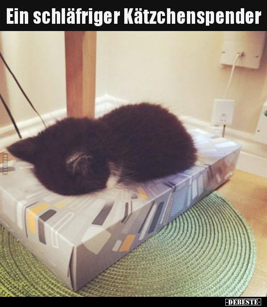 Ein schläfriger Kätzchenspender.. - Lustige Bilder | DEBESTE.de