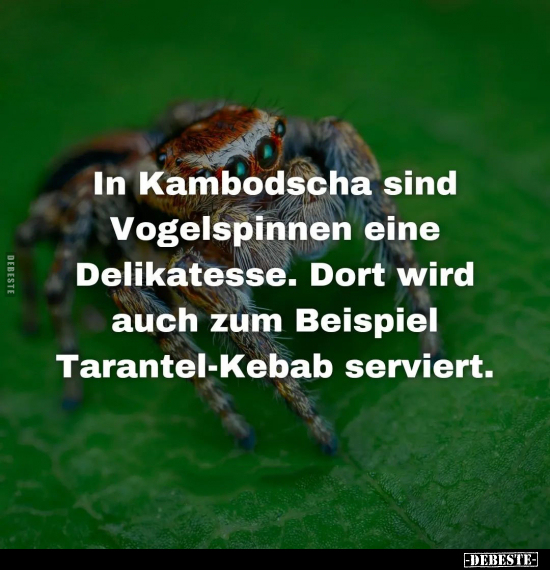 In Kambodscha sind Vogelspinnen eine Delikatesse.. - Lustige Bilder | DEBESTE.de