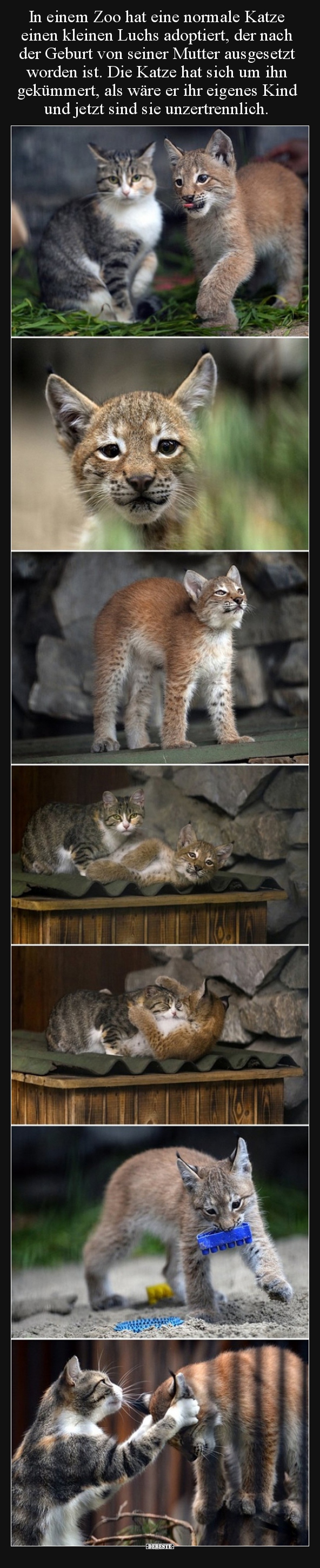 In einem Zoo hat eine normale Katze einen kleinen Luchs.. - Lustige Bilder | DEBESTE.de