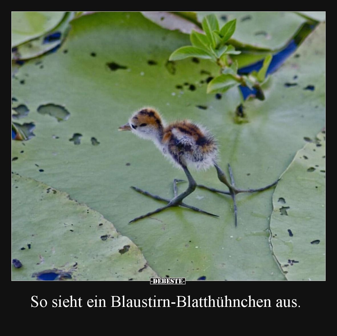 So sieht ein Blaustirn-Blatthühnchen aus.