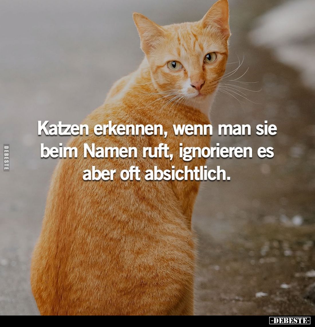 Katzen erkennen, wenn man sie beim Namen ruft, ignorieren es aber oft absichtlich.