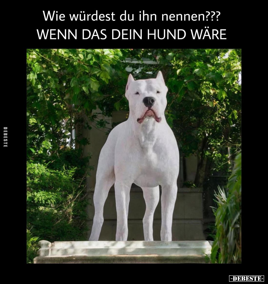 Wie würdest du ihn nennen?
Wenn das dein Hund wäre.