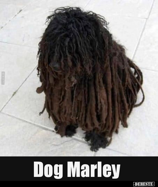 Dog Marley..