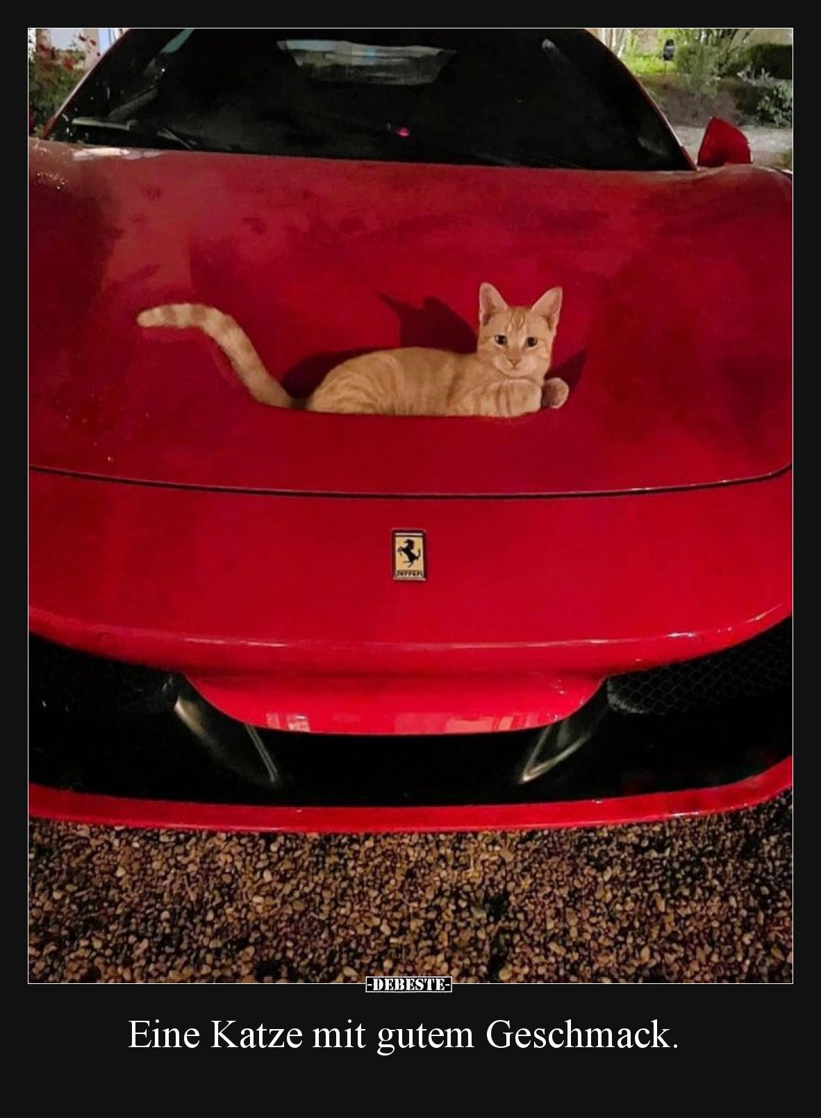 Eine Katze mit gutem Geschmack.