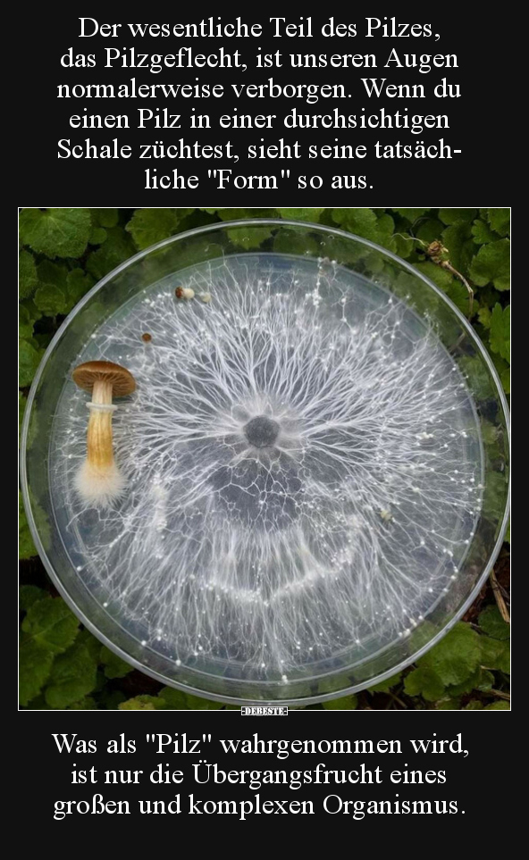 Der wesentliche Teil des Pilzes, das Pilzgeflecht, ist.. - Lustige Bilder | DEBESTE.de