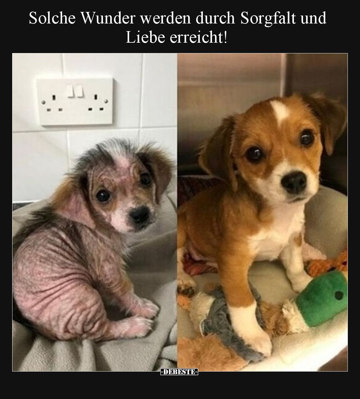 Solche Wunder werden durch Sorgfalt und Liebe erreicht!
