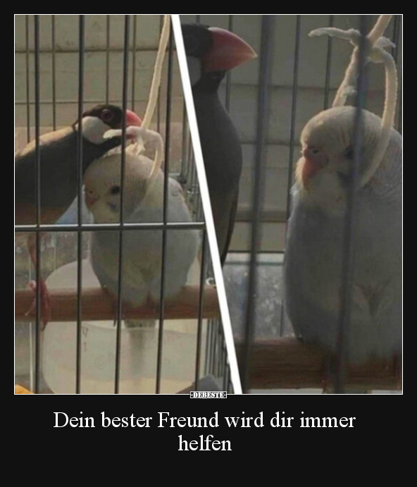 Dein bester Freund wird dir immer helfen.. - Lustige Bilder | DEBESTE.de