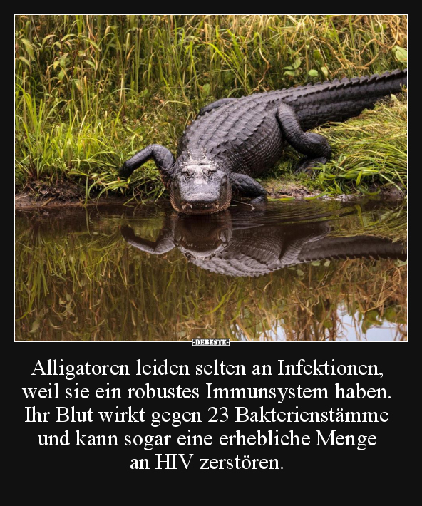Alligatoren leiden selten an Infektionen, weil sie.. - Lustige Bilder | DEBESTE.de
