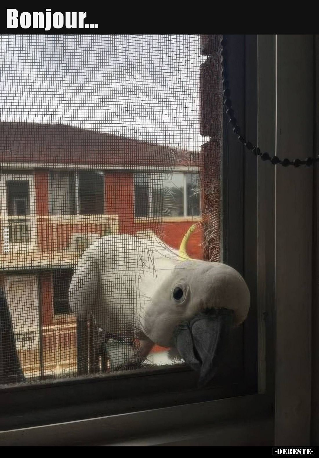 Bonjour... - Lustige Bilder | DEBESTE.de