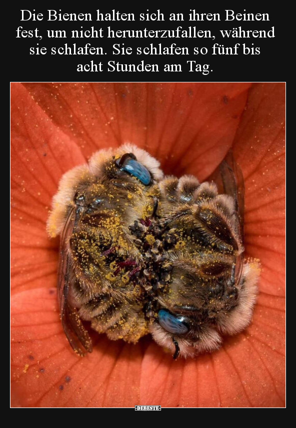 Die Bienen halten sich an ihren Beinen fest, um nicht.. - Lustige Bilder | DEBESTE.de