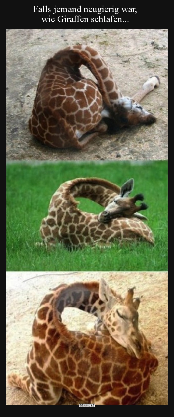 Falls jemand neugierig war,  wie Giraffen schlafen... - Lustige Bilder | DEBESTE.de