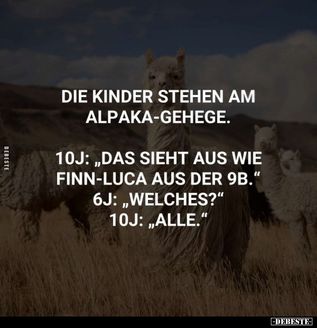 Die Kinder stehen am Alpaka-gehege.
10j: „Das sieht aus wie Finn-Luca aus der 9b." 6j: „Welches?" 10j: „Alle.&quot...