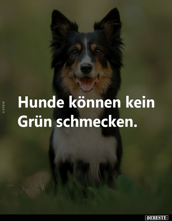 Hunde