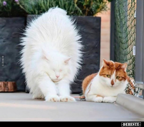  - Lustige Bilder | DEBESTE.de