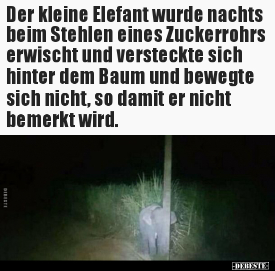 Der kleine Elefant wurde nachts beim Stehlen eines.. - Lustige Bilder | DEBESTE.de