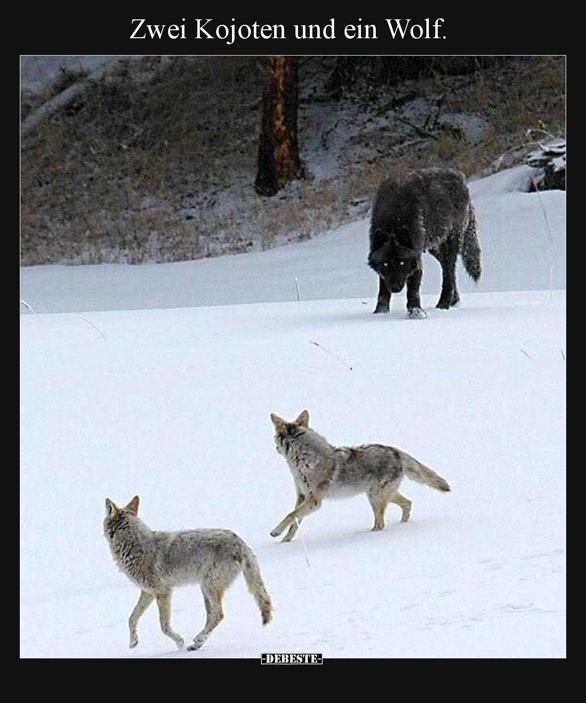 Zwei Kojoten und ein Wolf